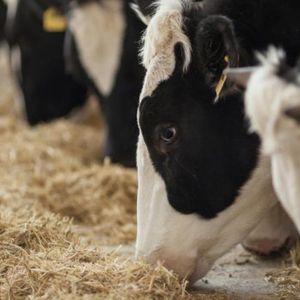 Животноводство мясо-молочного направления