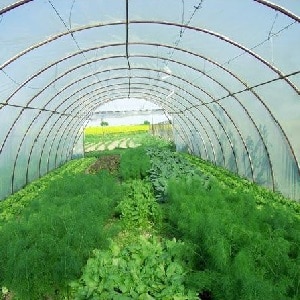 Выращивание зелени
