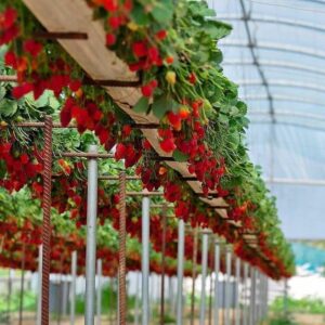 Выращивание ягод