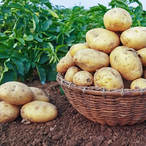 Продажа сортового картофеля