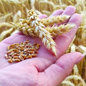 Предприятие по выращиванию зерновых культур