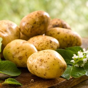 Промышленное выращивание картофеля