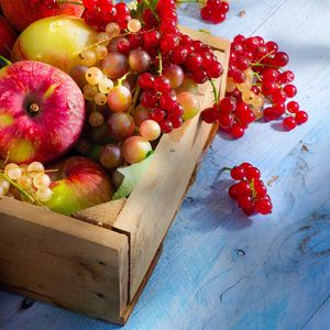 Выращивание плодов и ягод