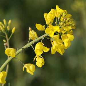 Купить рапс по низкой цене