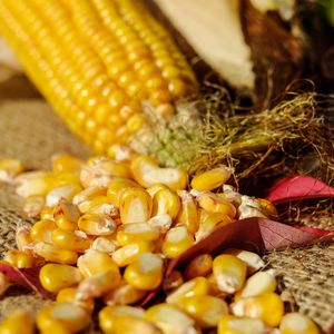 Реализация кукурузы