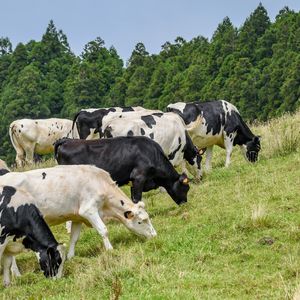 Выращивание крупного рогатого скота