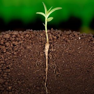Современные стимуляторы роста растений