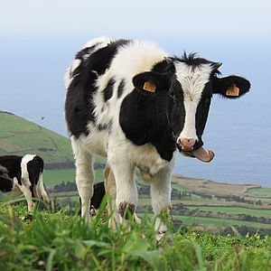Скот крупный рогатый для разведения стада