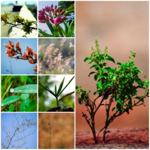 Учёт объектов растительного мира