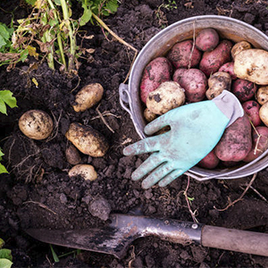 Выращивание картофеля сортового