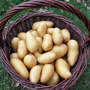 Реализация семенного картофеля