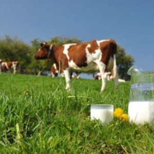 Молоко, мясо крупного рогатого скота
