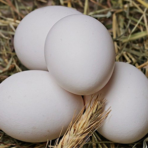 Белые куриные яйца оптом