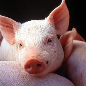 Антибактериальные препараты для свиней