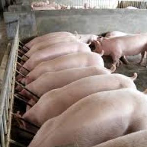 Промышленное производство свинины