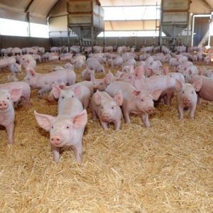 Комплекс по выращиванию свиней