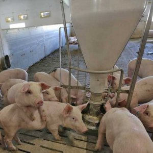 Комплекс по выращиванию свиней