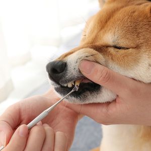 Удаление зубов у животных
