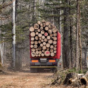 Погрузка и вывозка леса
