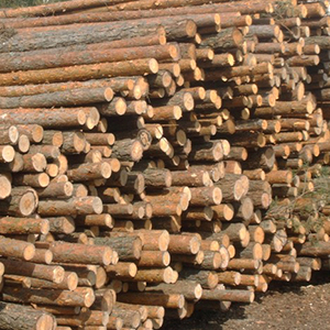 Балансовая древесина