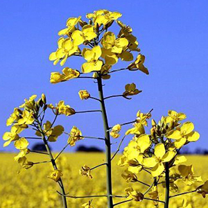 Выращивание технических культур