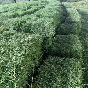 Многолетние культуры на сено