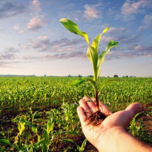 Производство продукции растениеводства