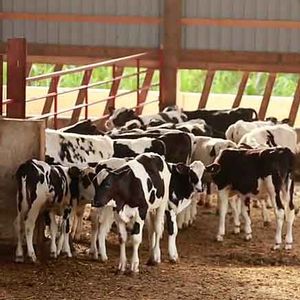 Воспроизводство и выращивание КРС