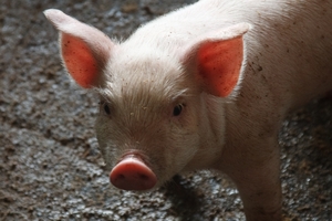 Комплекс по выращиванию свиней