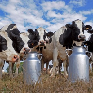 Животноводство мясо-молочного направления