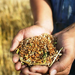 Переработка зерновых культур