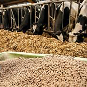 Комбикорм для крупного рогатого скота