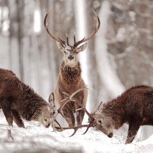 Охота на оленя зимой