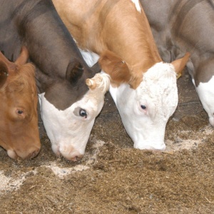 Комбикорма для молочных коров