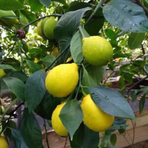 Саженцы лимона Беларусь от производителя