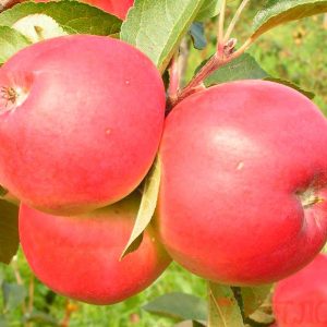 Яблоня сорт Белорусское Сладкое