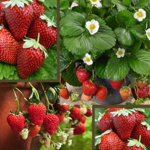 Выращивание ягод садовых