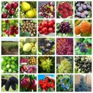 Сад плодовых и ягодных культур