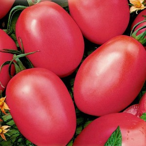 Розовые томаты