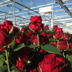 Выращивание роз