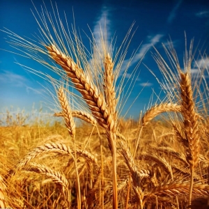 Выращивание зерновых культур