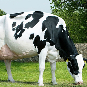 Коровы молочных пород