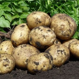 Реализация сортового картофеля