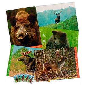 Набор карточек Фауна Беларуси