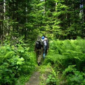 Прогулки по лесу