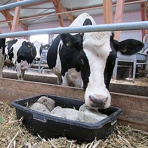 Витамины кормовые