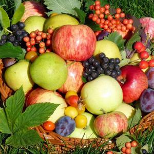 Выращивание плодово-ягодной продукции