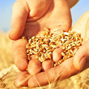 Производство зерна