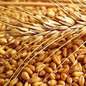 Продажа зерновых культур
