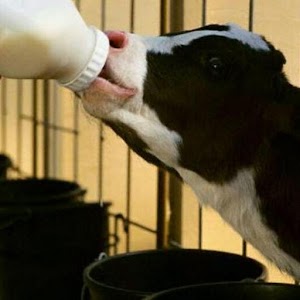 ЗЦМ - заменитель цельного молока для телят